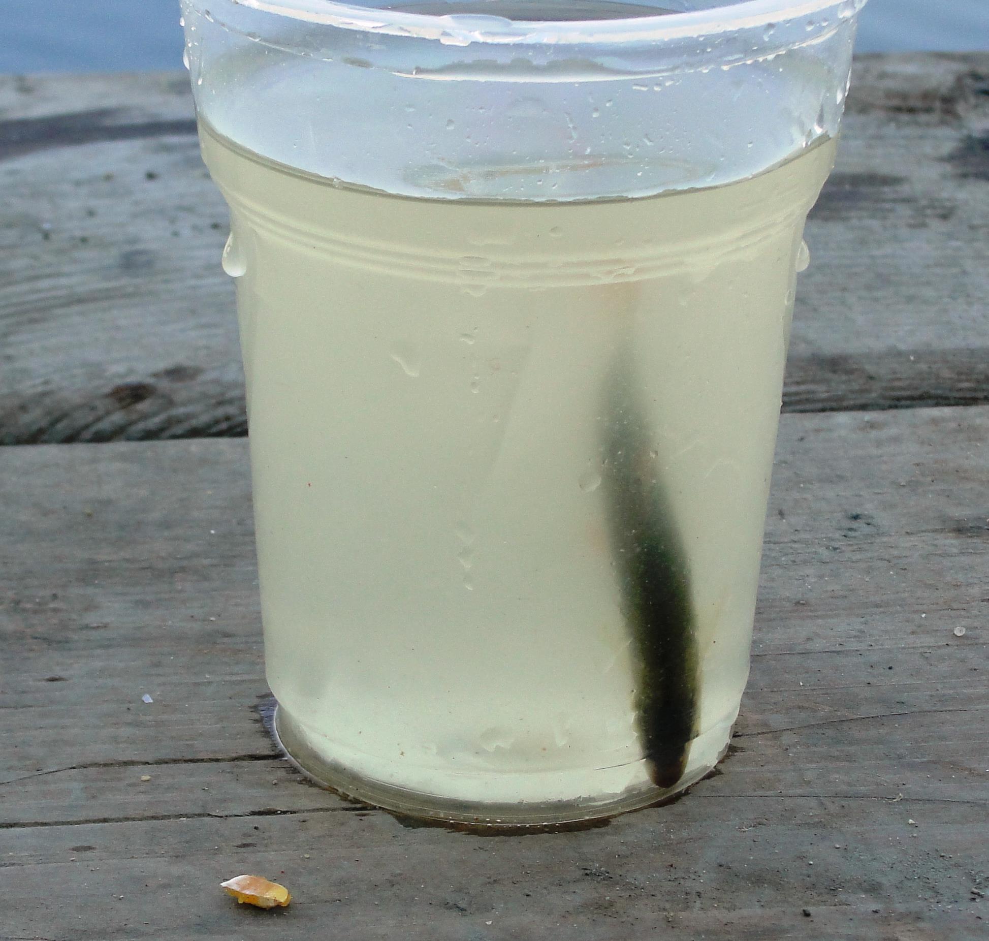 Hermes Peris 31 aug. - Acvariul improvizat al tinerei pescarite..unul vine altul pleaca in functie de trasaturile de la undita;)
